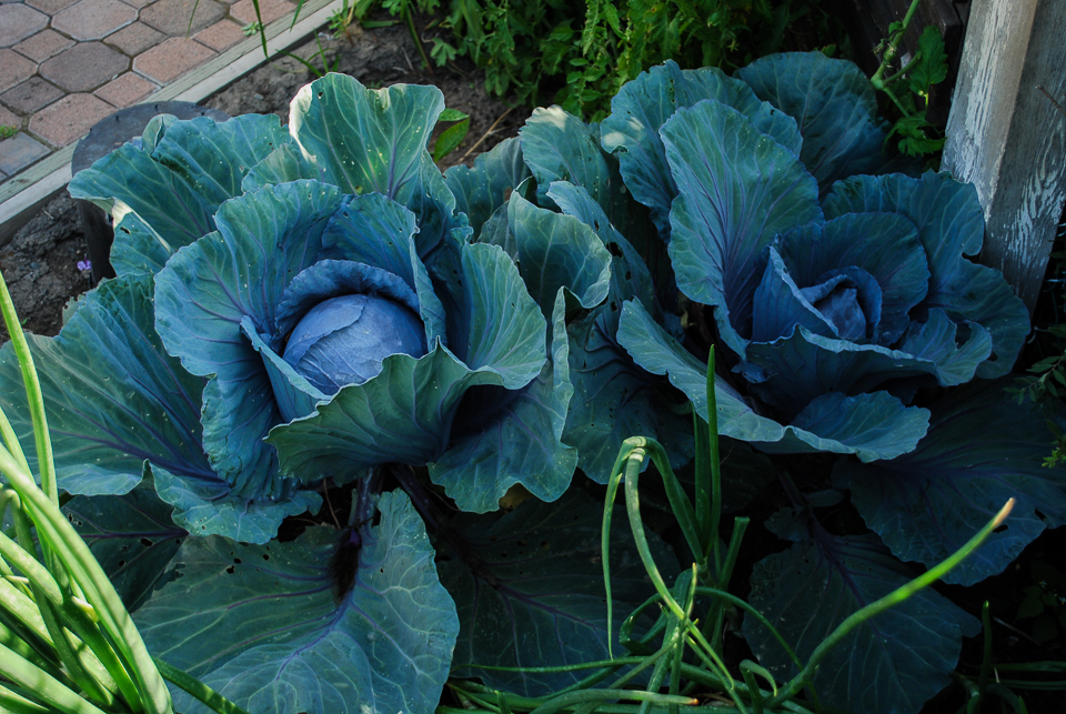 Cabbages (152)